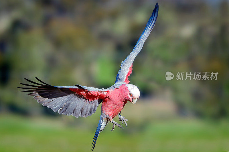 飞行杆(Eolophus roseicapilla)